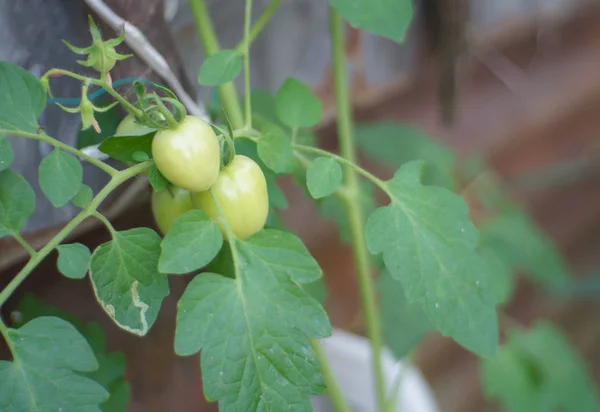 Tomates Verdes Não Maduros Pendurados Uma Árvore Manga — Fotografia de Stock