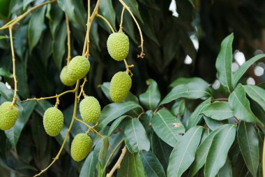 Olgunlaşmamış yeşil lychee bir lychee ağaca tutunan. Taze yeşil lychee meyve ağacı büyümeye