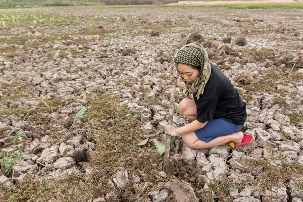 Jovem Mulher Desenterrar Raízes Lótus Quando Água Lago Secou — Fotografia de Stock