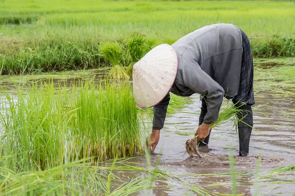 Asia Farmers Withdrawn Seedlings Rice Planting Rice Season Prepared Planting — Stock Photo, Image