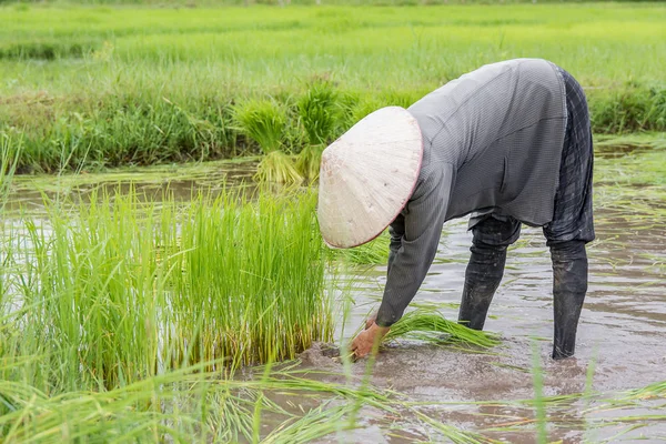 Asia Farmers Withdrawn Seedlings Rice Planting Rice Season Prepared Planting — Stock Photo, Image