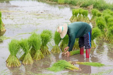 Asya çiftçilerpirinç fideleri çekilir. pirinç mevsiminin dikim için hazırlanmalıdır.