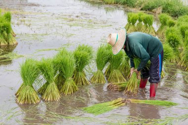 Asya çiftçilerpirinç fideleri çekilir. pirinç mevsiminin dikim için hazırlanmalıdır.