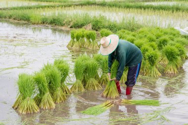 Asya çiftçilerpirinç fideleri çekilir. pirinç mevsiminin dikim için hazırlanmalıdır.