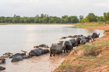 buffalo bir nehirde Yüzme