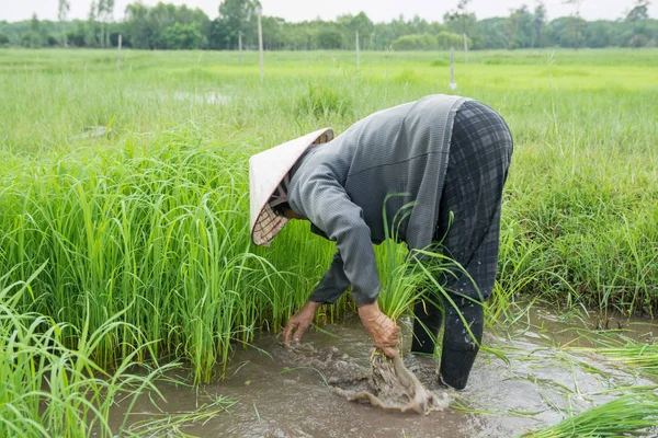 Los Agricultores Asiáticos Son Plantones Retirados Arroz Plantación Temporada Arroz — Foto de Stock