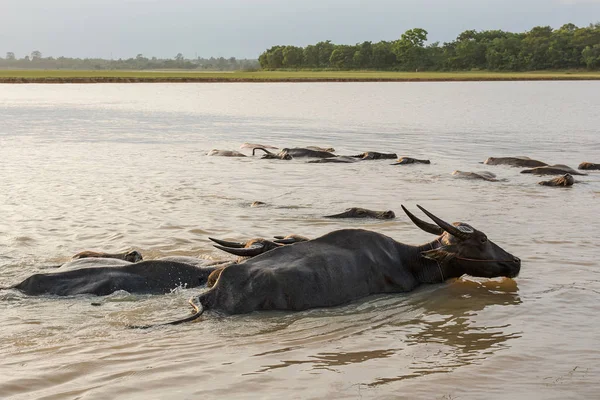 Buffalo Zwemmen Een Rivier — Stockfoto