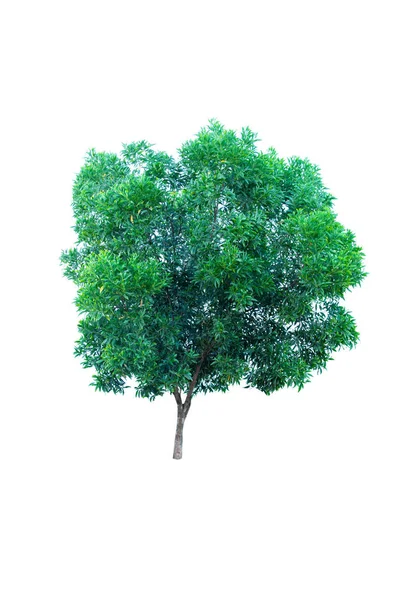 Strom Izolovaných Bílém Pozadí — Stock fotografie
