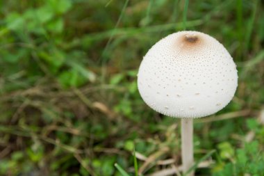 Yanlış şemsiye, yeşil spored şemsiye veya Chlorophyllum molybdites. Beyaz mantar yeşil çim sahada