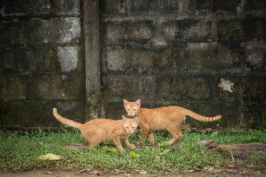 Kameraya bakarak iki dostu kedi 