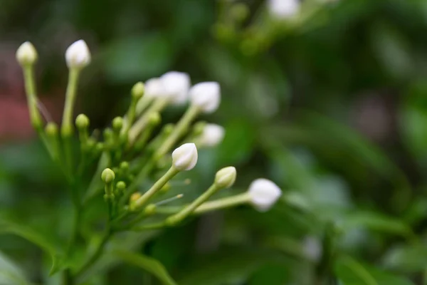 Kap Jasmin Weiße Blume — Stockfoto