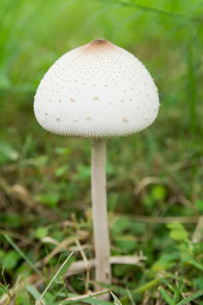 假遮阳伞 绿色孢子遮阳伞或叶绿素钼 绿草田上的白蘑菇 — 图库照片