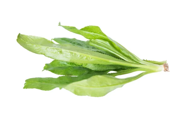 Culantro Perejil Hierba Apestosa Eryngium Aislados Sobre Fondo Blanco Con —  Fotos de Stock