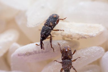 Pirinç weevil veya bilim oryzae yakın çekim yok beyaz pirinç Sitophilus isimleri. 