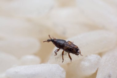 Pirinç weevil veya bilim oryzae yakın çekim yok beyaz pirinç Sitophilus isimleri. 