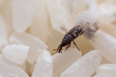 Rice weevil, or science names Sitophilus oryzae close up on white Rice destroyed.  clipart