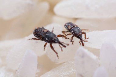 Pirinç weevil veya bilim oryzae yakın çekim yok beyaz pirinç Sitophilus isimleri. 