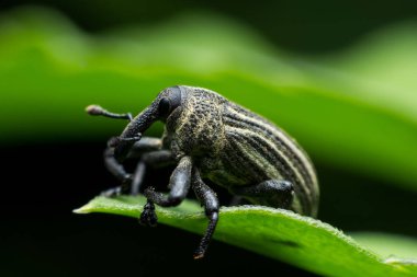 Koza weevil, yaprak yeşil zemin üzerine siyah weevil