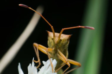 Aşırı makro koku hata  