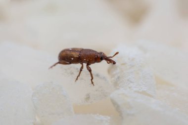 Pirinç weevil veya bilim oryzae yakın çekim yok beyaz pirinç Sitophilus isimleri. 