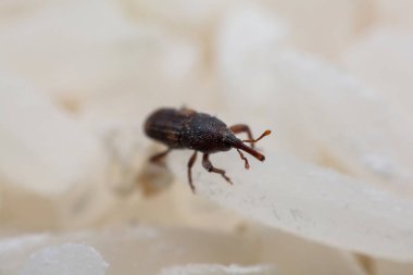 Pirinç weevil veya bilim oryzae yakın çekim yok beyaz pirinç Sitophilus isimleri. 