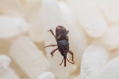 Pirinç weevil veya bilim oryzae yakın çekim yok beyaz pirinç Sitophilus isimleri. 