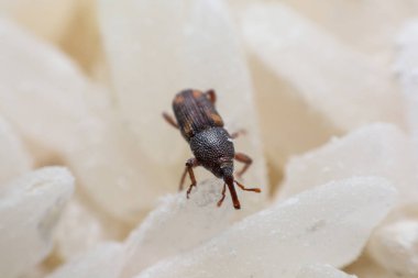 Pirinç weevil veya bilim oryzae yakın çekim yok beyaz pirinç Sitophilus isimleri. 