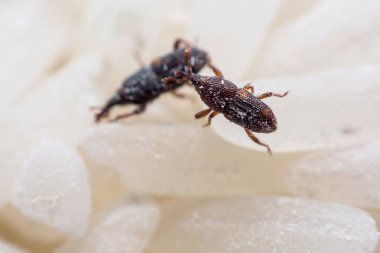 Pirinç weevil veya bilim oryzae yakın çekim yok beyaz pirinç Sitophilus isimleri. 