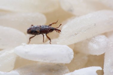 Pirinç weevil veya bilim oryzae yakın çekim yok beyaz pirinç Sitophilus isimleri. 