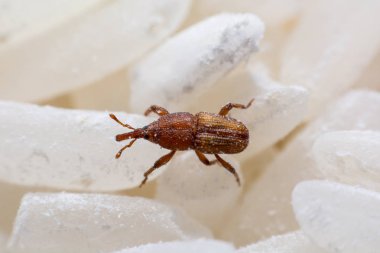 Pirinç weevil veya bilim oryzae yakın çekim yok beyaz pirinç Sitophilus isimleri. 