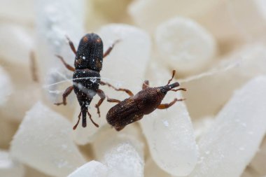 Pirinç weevil veya bilim oryzae yakın çekim yok beyaz pirinç Sitophilus isimleri. 