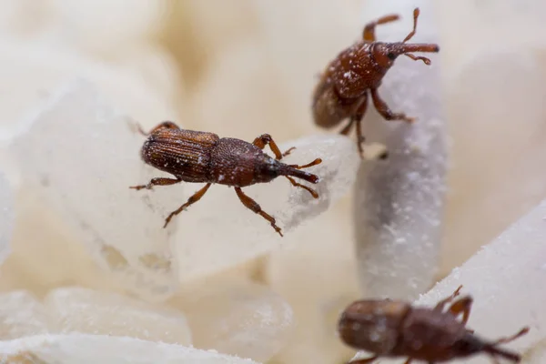 Charançon Riz Noms Scientifiques Sitophilus Oryzae Gros Plan Sur Blanc — Photo