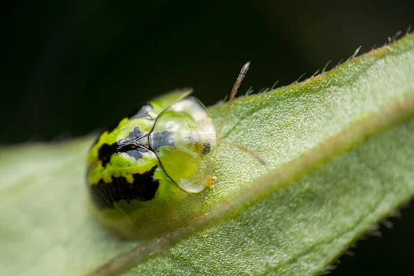 Close Golden Tortoise Beetle Green Leaf Background — Stock Photo, Image