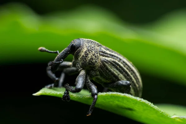 Boll Weevil Black Weevil Sobre Fondo Verde Hoja — Foto de Stock