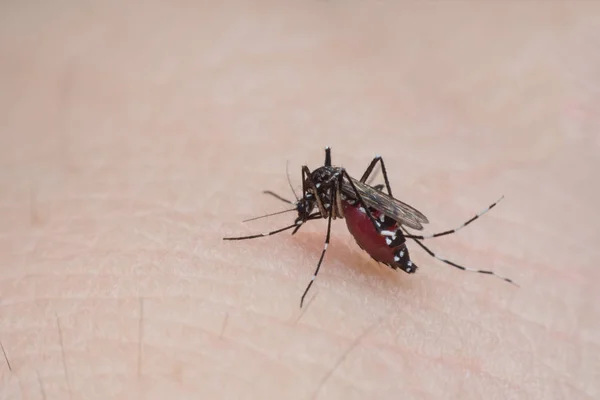 Mosquito Chupando Sangre Piel Humana Cerca — Foto de Stock