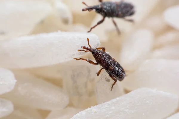 Pirinç weevil veya bilim oryzae yakın çekim yok beyaz pirinç Sitophilus isimleri. 
