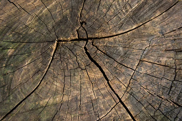 Tree Trunk Stump Texture Background Top View Tree Stump Crack — Stock Photo, Image