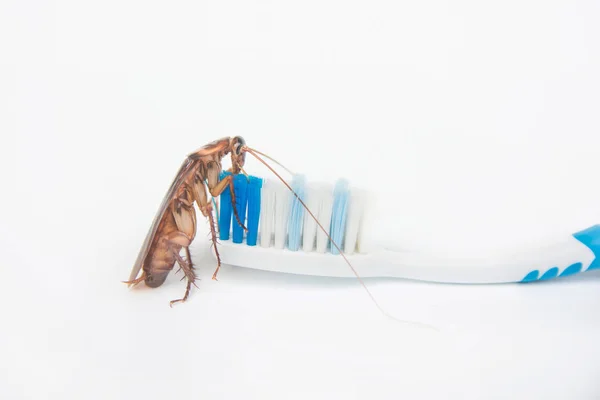 Cockroaches Toothbrush Isolated White Background — Stock Photo, Image