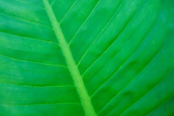 背景の緑の葉のテクスチャ — ストック写真