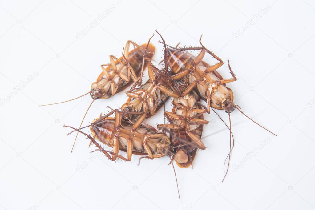 Group dead cockroaches isolated on white background