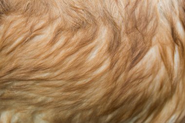 Golden retriever köpek saç arka plan ıslak
