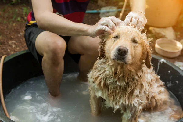 Bathing dog, Dog golden retriever taking a shower and wash hair with soap and water