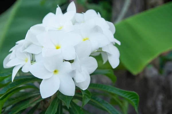 Beyaz Çiçek Plumeria pudica, Gelin Buketi — Stok fotoğraf