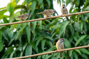 Gree arka planda elektrik kablosu üzerinde oturan serçe kuş