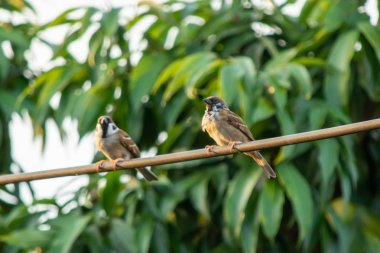 Gree arka planda elektrik kablosu üzerinde oturan serçe kuş