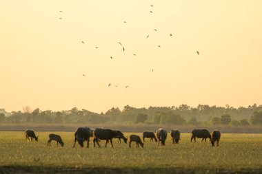 Gün batımı backg ile lagün etrafında turba bataklık Tay bataklık buffalo