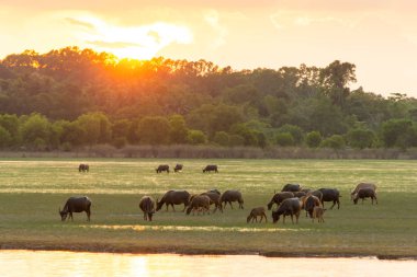 Gün batımı backg ile lagün etrafında turba bataklık Tay bataklık buffalo