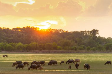 Gün batımı backg ile lagün etrafında turba bataklık Tay bataklık buffalo