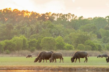 Gün batımı backg ile lagün etrafında turba bataklık Tay bataklık buffalo