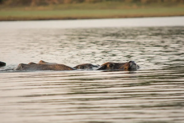 Tay bataklık buffalo gölde yüzme.